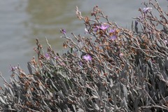 Limoniastrum monopetalum