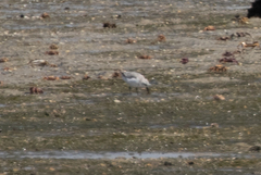 Calidris alba