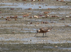 Limosa lapponica