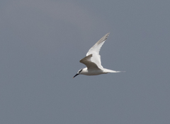 Thalasseus sandvicensis