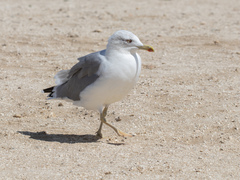 Larus michahellis