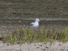Chroicocephalus ridibundus