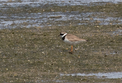 Charadrius hiaticula