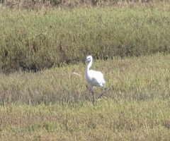 Egretta garzetta