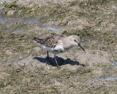 Calidris alpina