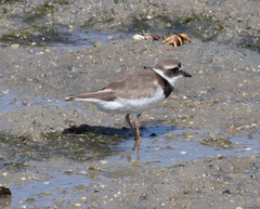 Charadrius hiaticula