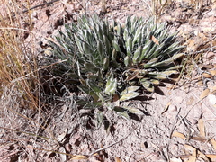 Agave parviflora parviflora
