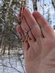 Viburnum opulus americanum