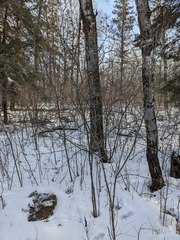 Viburnum opulus americanum