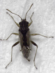 Nysius huttoni