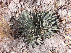 Agave parviflora parviflora