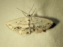 Scopula cacuminaria