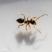 Field Crazy Ant - Photo (c) Merav Vonshak, some rights reserved (CC BY-NC), uploaded by Merav Vonshak