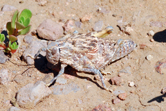 Phrynotettix robustus