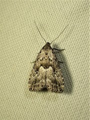 Hypenodes franclemonti