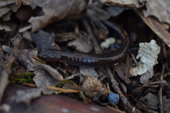 Plethodon dorsalis
