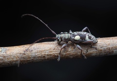 Stenellipsis bimaculata