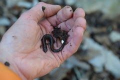 Plethodon dorsalis