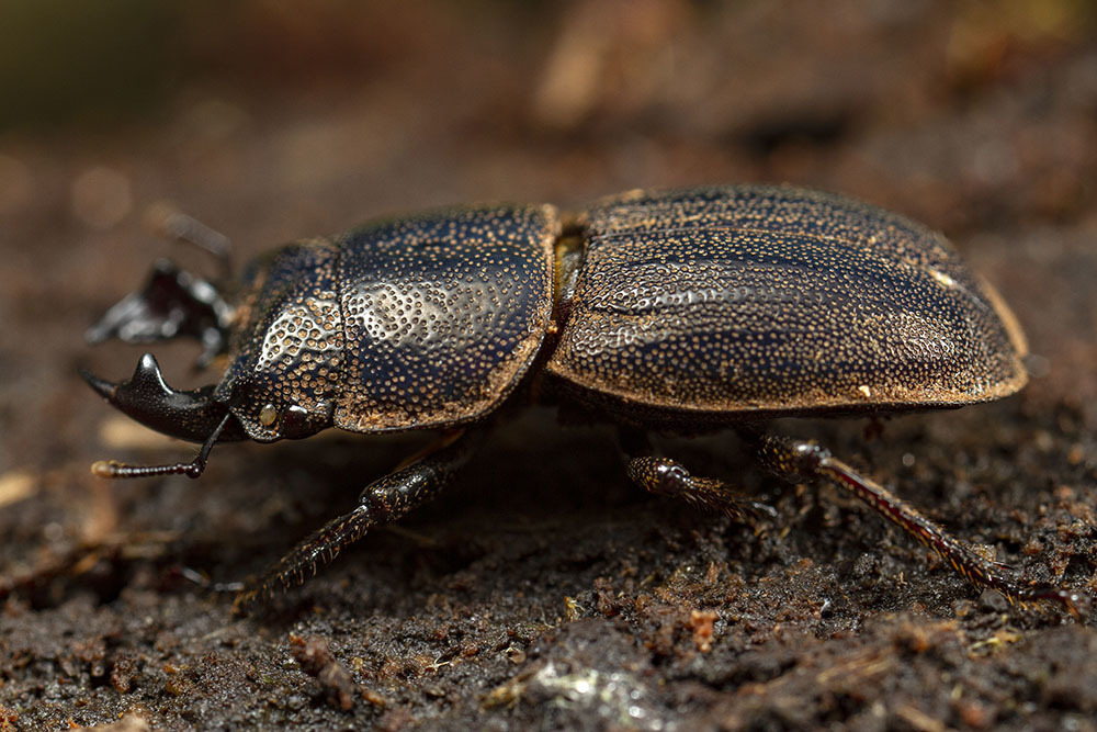 Lissotes darlingtoni
