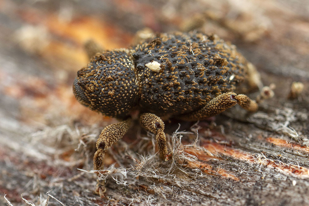 Poropterus bituberculatus