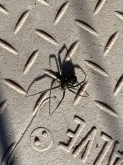 Steatoda grossa