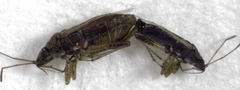Nysius huttoni