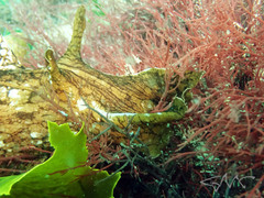 Aplysia extraordinaria