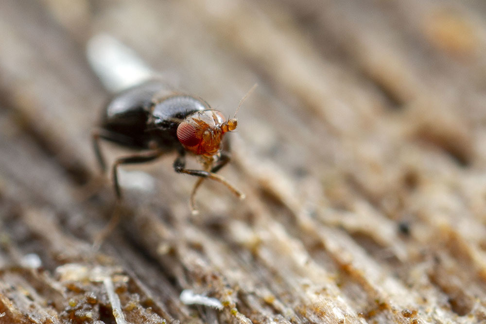 Howickia australis