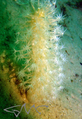 Veretillidae