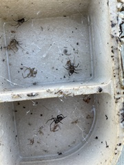 Steatoda grossa