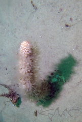 Veretillidae