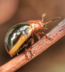 Phaedonia inclusa