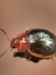 Phaedonia inclusa