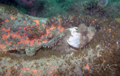 Scorpaena jacksoniensis