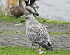 Larus argentatus × glaucescens