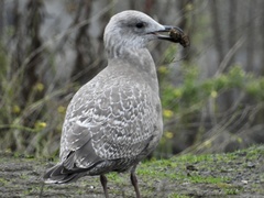 Larus argentatus × glaucescens