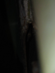 Gekko gecko