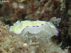Goniobranchus albopustulosus