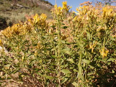 Chrysothamnus viscidiflorus latifolius
