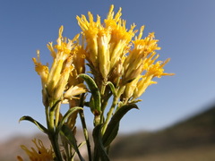 Chrysothamnus viscidiflorus latifolius