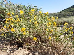 Chrysothamnus viscidiflorus latifolius
