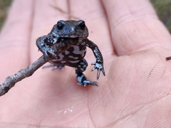 Pseudophryne bibronii