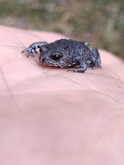 Pseudophryne bibronii