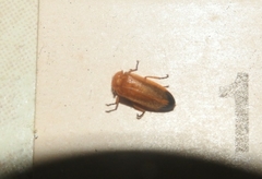 Abscondita