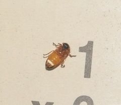 Abscondita