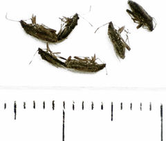 Nysius huttoni