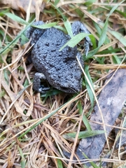 Pseudophryne bibronii