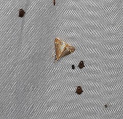 Clupeosoma pellucidalis