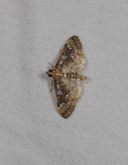 Cotachena fulvomarginalis