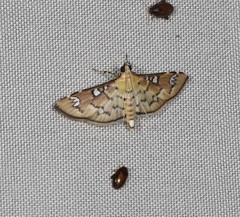 Cotachena hicana